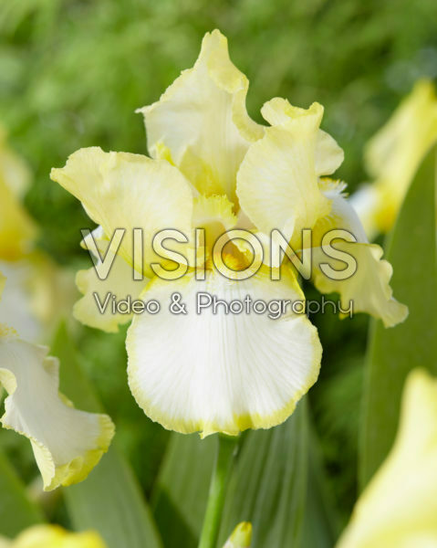 Iris germanica Summer Glow