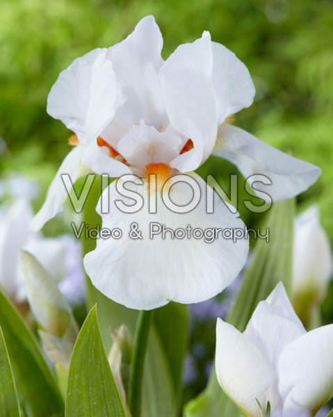 Iris germanica Frost and Flame