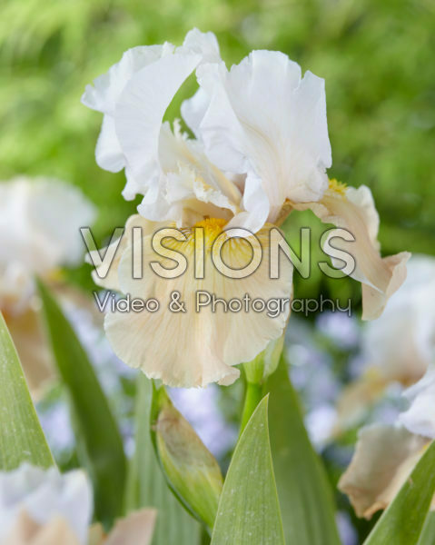 Iris germanica Champagne Elegance