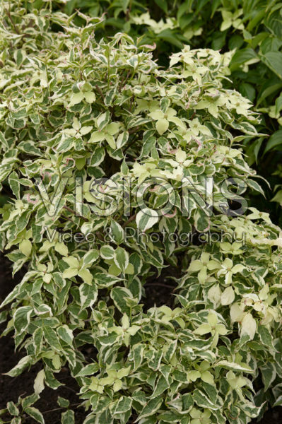 Cornus kousa Wolf Eyes Cornus kousa Wolf Eyes