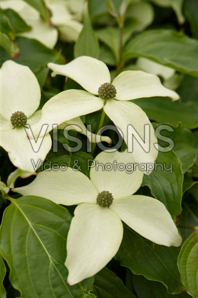 Cornus kousa Nicole
