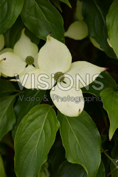 Cornus kousa Pink Lips Cornus kousa Pink Lips