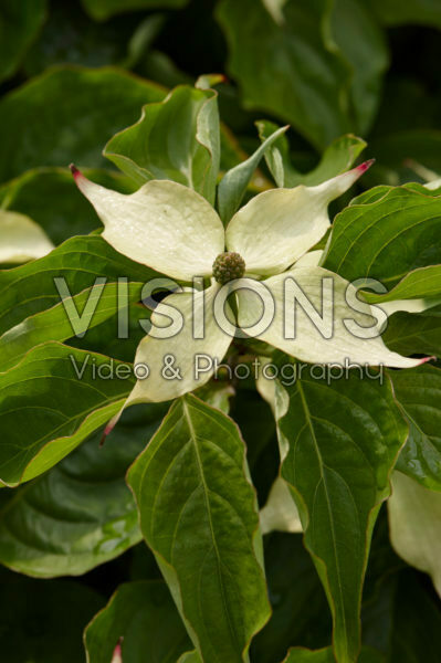 Cornus kousa U.S.A.