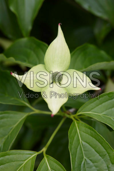 Cornus kousa Bultinck's Giant Flower