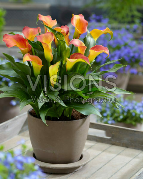 Zantedeschia Captain Lido Zantedeschia Captain Lido