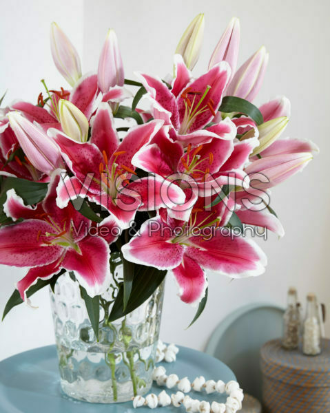 Lilium Lampone