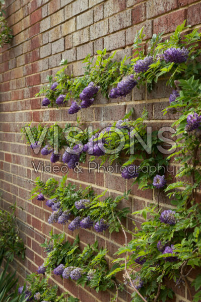 Wisteria frutescens Longwood Purple Wisteria frutescens Longwood Purple