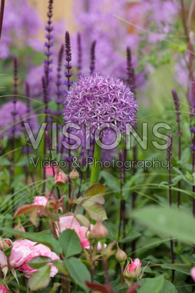 Allium, Salvia nemorosa Caradonna