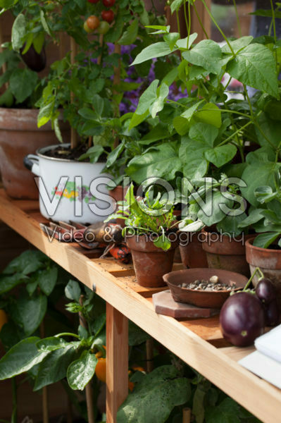 Vegetables in greenhouse