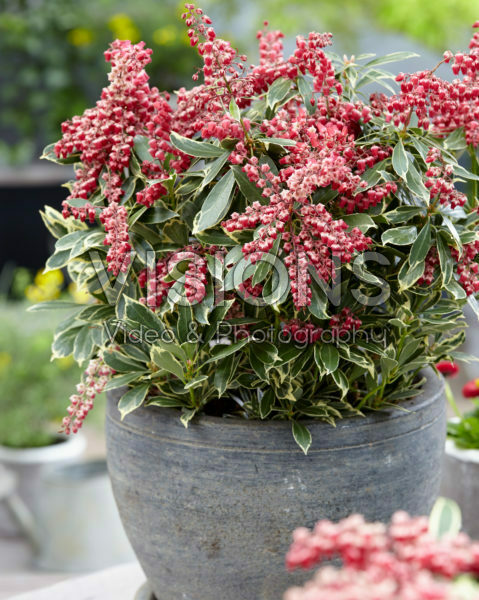 Pieris japonica Ralto Pieris japonica Ralto