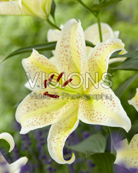 Lilium Tigermoon