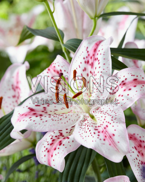 Lilium Solution