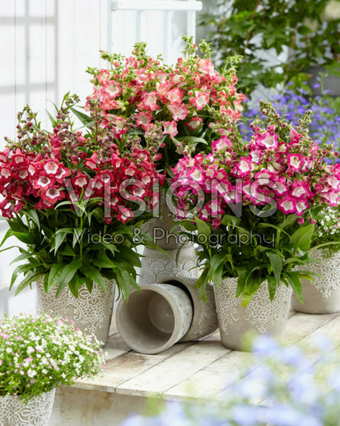 Penstemon Pentastic™ collection