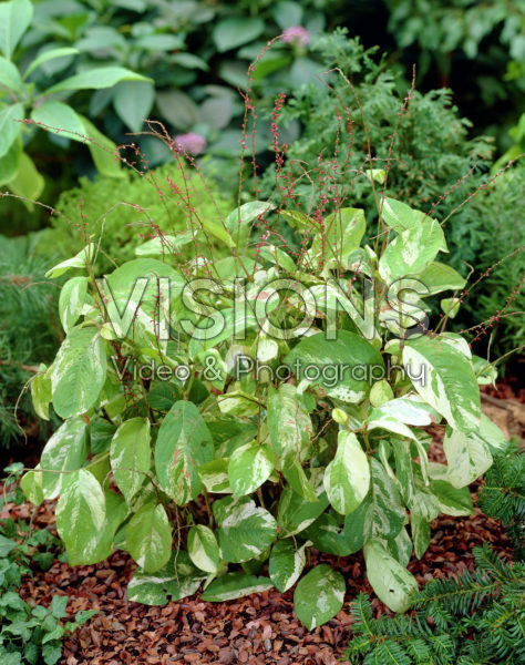 Persicaria filiformis Variegata