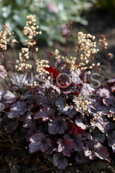 Heuchera 80