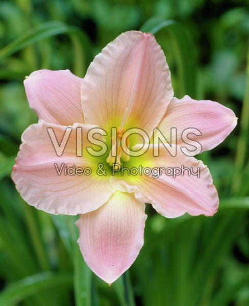 Hemerocallis Broadway Pink Slippers