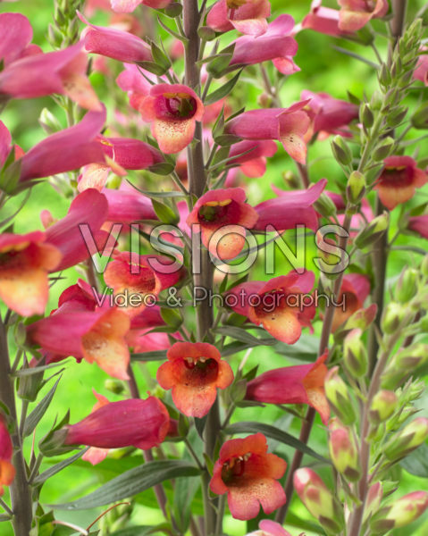 Digitalis x valinii Foxlight Ruby Glow