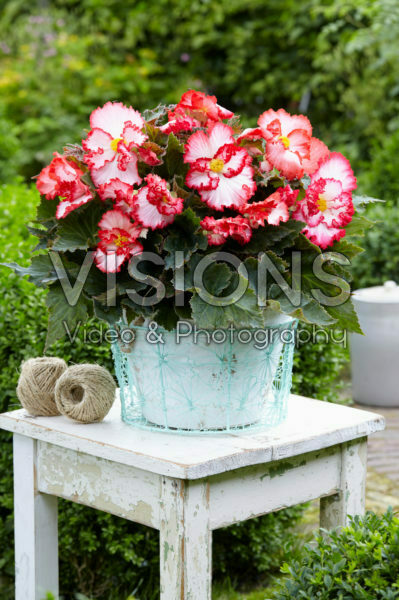 Begonia Crispa Marginata white Begonia Crispa Marginata white