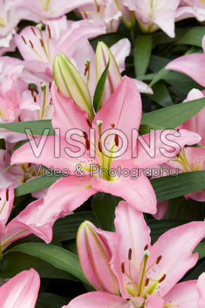 Lilium Pink Bouquet