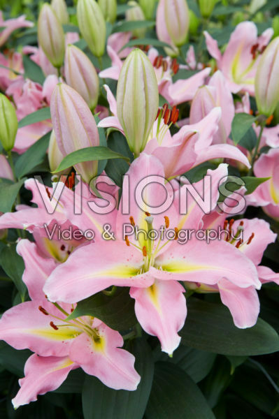 Lilium Graceland