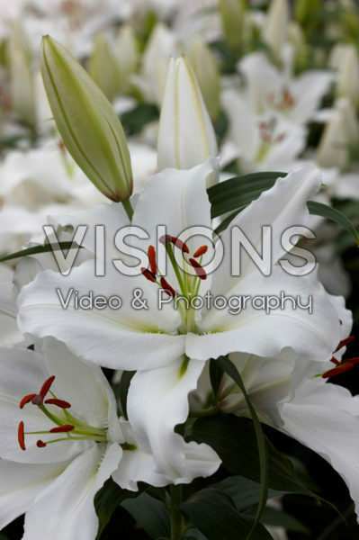 Lilium St Andrews Lilium St Andrews