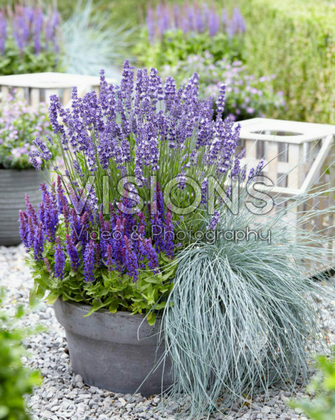 Lavandula Big Time Blue, Salvia Blue Bouquetta®, Festuca glauca Beyond Blue
