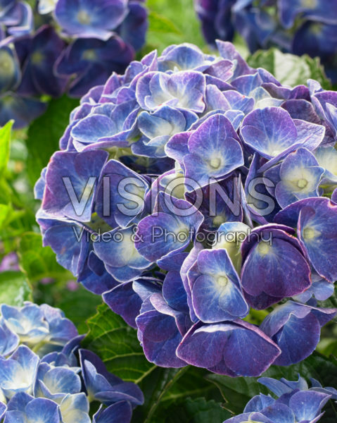 Hydrangea macrophylla Jip