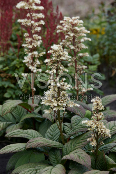 Rodgersia Snow Clouds