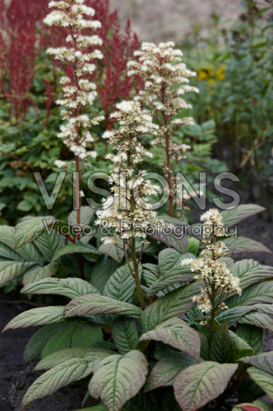Rodgersia Snow Clouds Rodgersia Snow Clouds