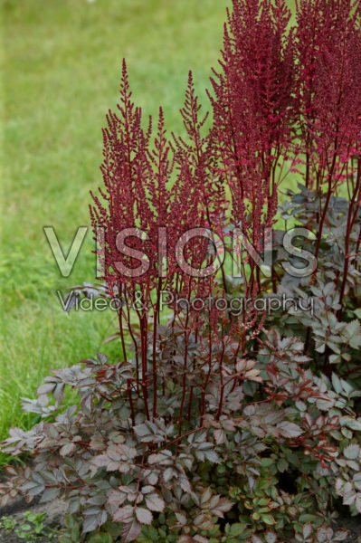 Astilbe Mighty Chocolate Cherry Astilbe Mighty Chocolate Cherry