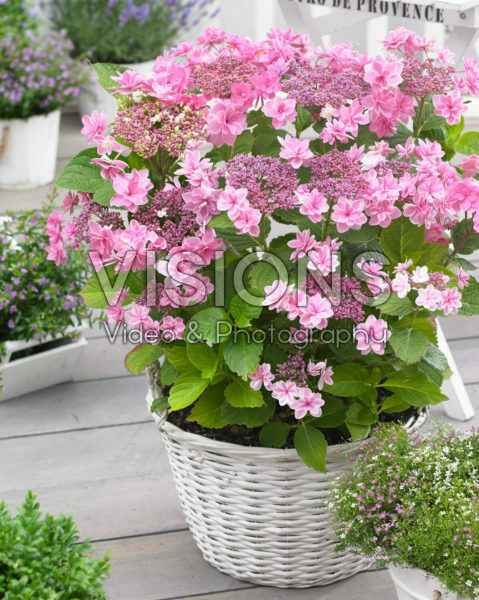 Hydrangea macrophylla Tinkerbell Hydrangea macrophylla Tinkerbell