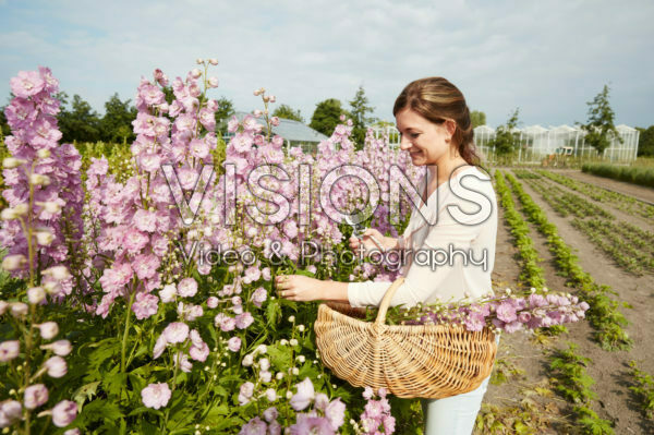 Dame plukt Delphinium bloemen