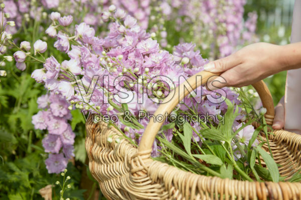 Picking Delphiniums Picking Delphiniums