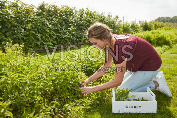 Lady harvesting mint