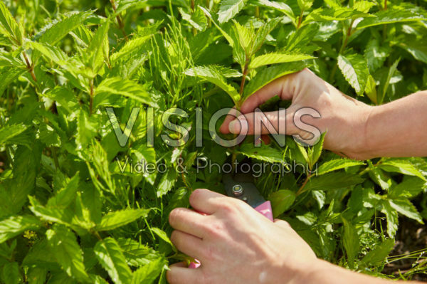 Harvesting mint