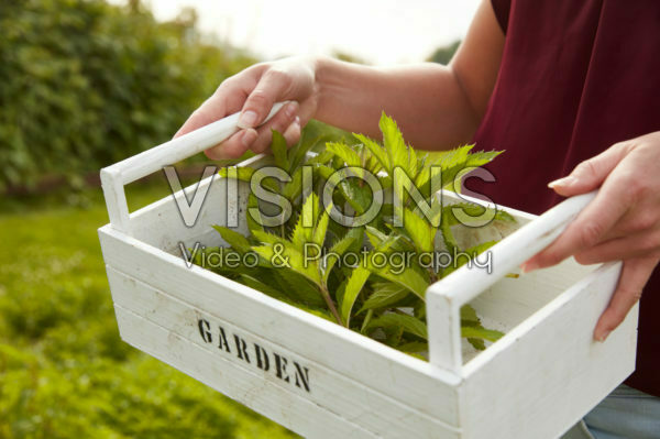 Harvesting mint Harvesting mint