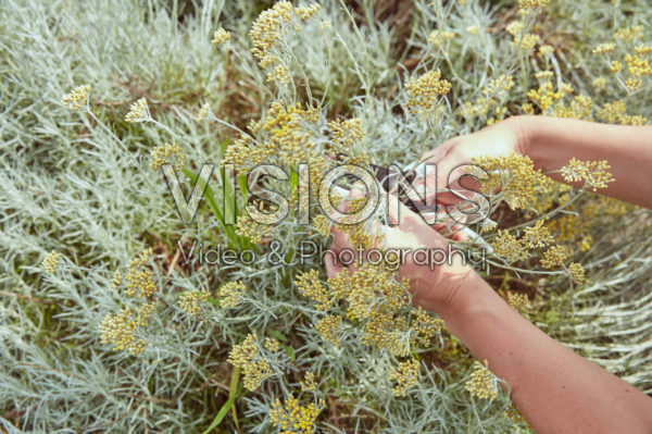 Helichrysum italicum Helichrysum italicum