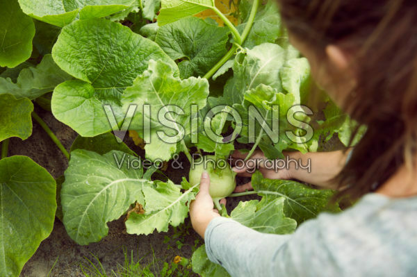 Harvesting kohlrabi
