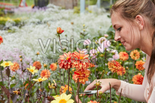 Dame plukt Dahlia's Dame plukt Dahlia's