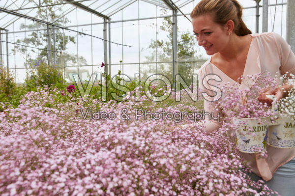 Lady collecting Gypsophila flowers Lady collecting Gypsophila flowers