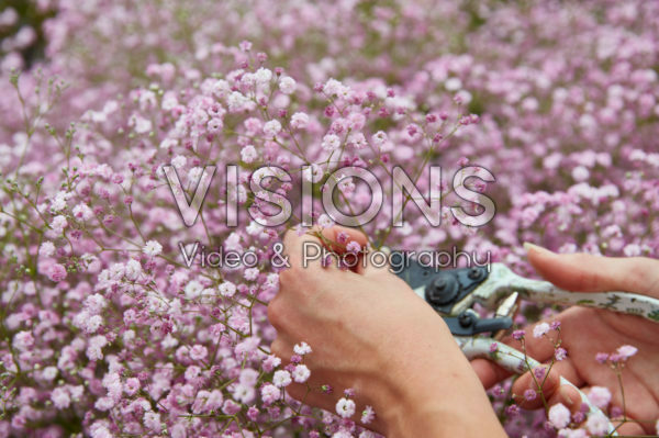 Picking Gypsophila