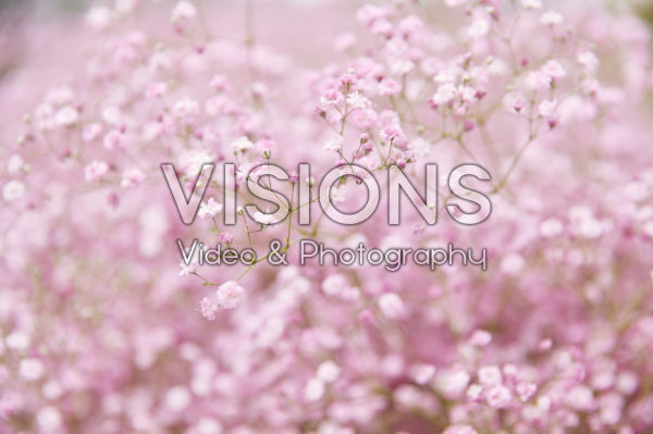 Gypsophila pink Gypsophila pink