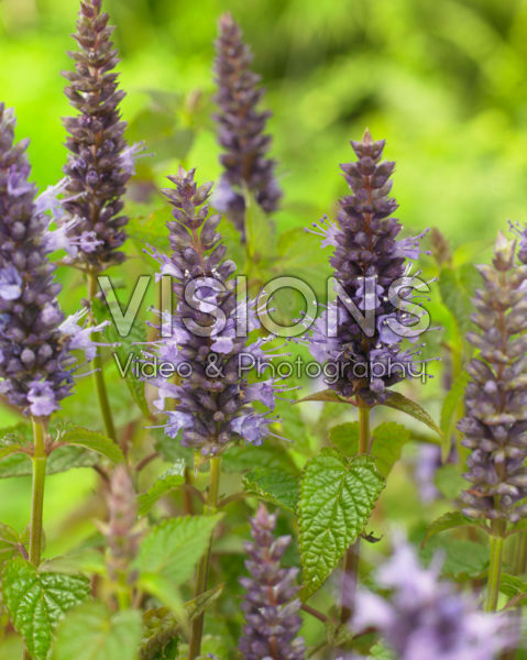 Agastache Astello Indigo Agastache Astello Indigo