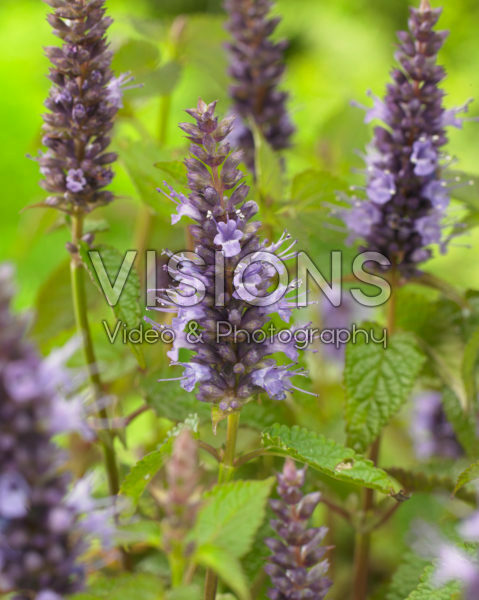Agastache Astello Indigo Agastache Astello Indigo