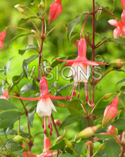 Fuchsia Patio Princess Fuchsia Patio Princess