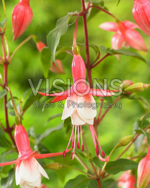 Fuchsia Patio princess