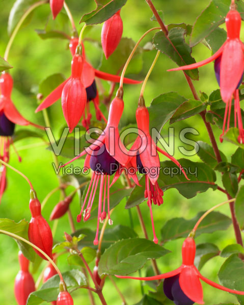 Fuchsia Mrs Popple