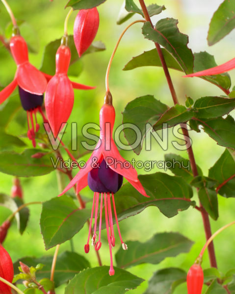 Fuchsia Mrs Popple Fuchsia Mrs Popple