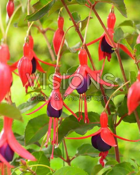 Fuchsia Mrs Popple Fuchsia Mrs Popple
