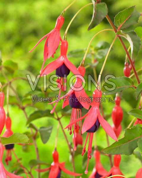 Fuchsia Mrs Popple Fuchsia Mrs Popple